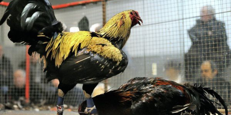 Giống gà chơi đá gà cựa sắt mà bạn nên biết 6 Kinh nghiệm lựa chọn giống gà chơi đá gà cựa sắt