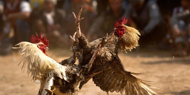 Đá gà Jun88 là gì? Cách chơi đá gà jun88 như dân chuyên 6 cach choi da ga jun88 3